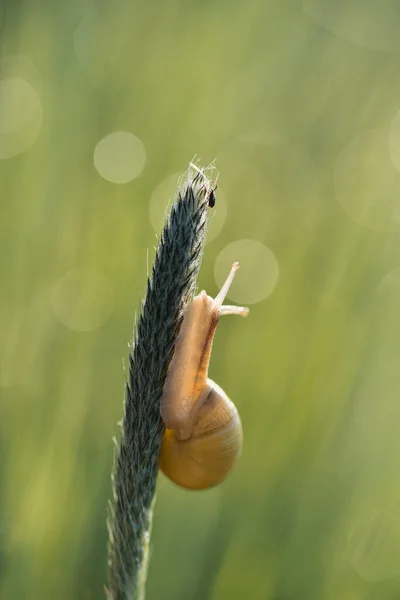 Mise Point Superficielle Escargot Sur Une Oreille Orge — Photo