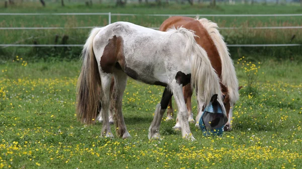 Twee Paarden Grazen Een Omheind Veld — Stockfoto