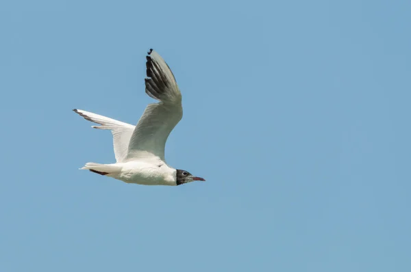 Tiro Ángulo Bajo Pájaro Cielo Suiza Lago Ginebra —  Fotos de Stock