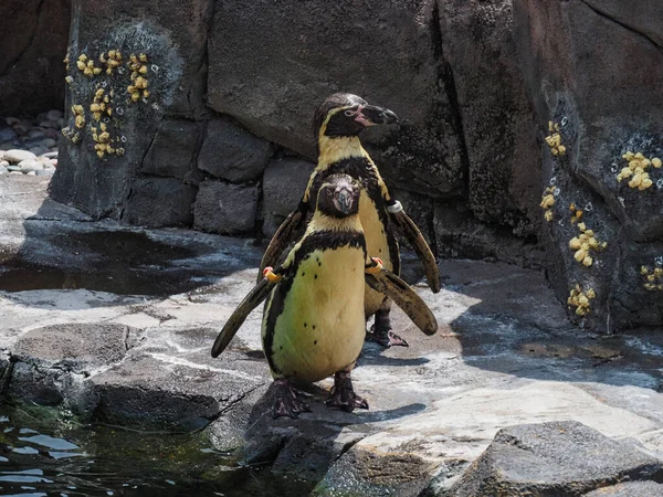ミズーリ州カンザスシティの動物園でアフリカペンギン2羽 — ストック写真