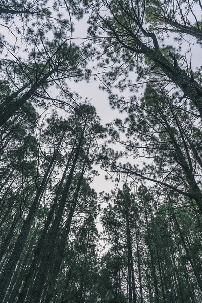 Una Hermosa Vista Bosque Con Muchos Árboles —  Fotos de Stock