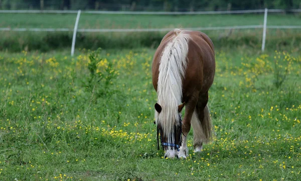 Caballo Falabella Pastando Campo Cercado —  Fotos de Stock