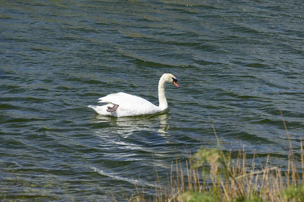 Beautiful White Swan Swimming Lake — Stock Photo, Image