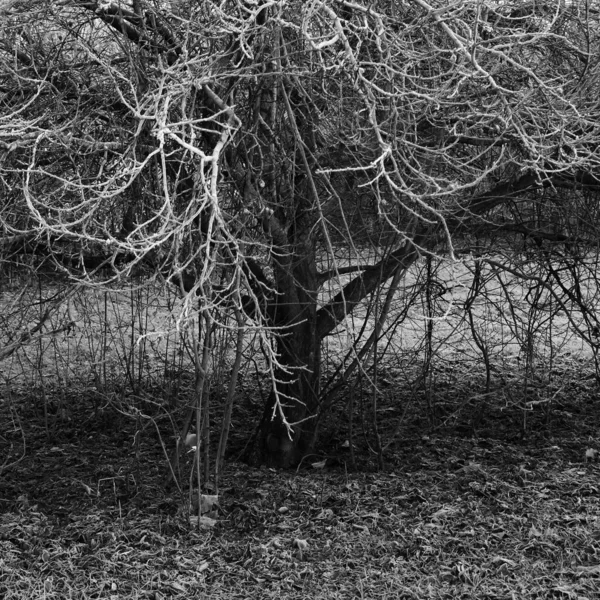 나뭇잎 흑백으로 떨어지는 신비롭고 외로운 — 스톡 사진