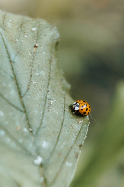 Una Macrofotografía Vertical Una Pequeña Mariquita Sobre Una Gran Hoja — Foto de Stock