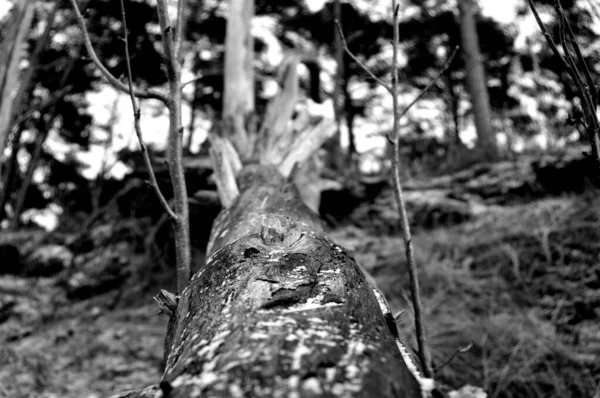 Primer Plano Escala Grises Solitario Árbol Seco Bosque Con Fondo — Foto de Stock