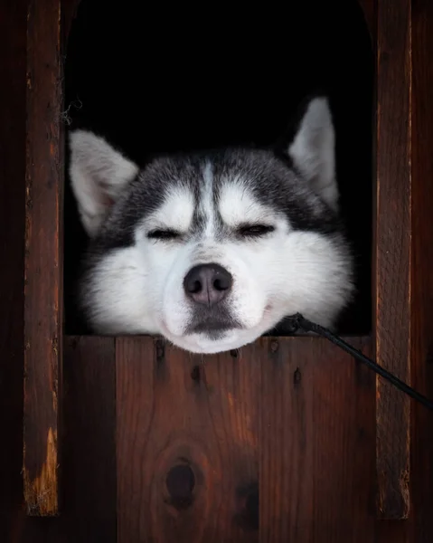 Syberyjski Husky Wewnątrz Drewnianego Domu Dla Psów Laponii Finlandia — Zdjęcie stockowe