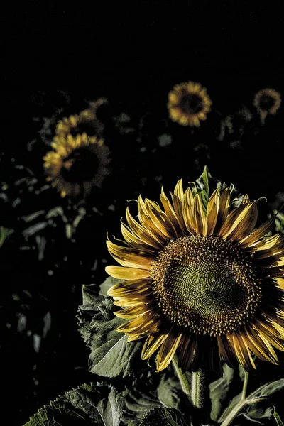 Vertical Shot Beautiful Sunflowers Black Background — Stock Photo, Image