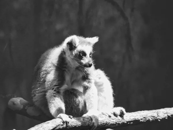Gråskala Med Lemur Som Sitter Gren Kansas City Missouri — Stockfoto