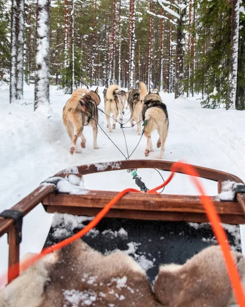 Grupo Husky Siberianos Corriendo Una Pista Nieve Laponia Finlandia —  Fotos de Stock