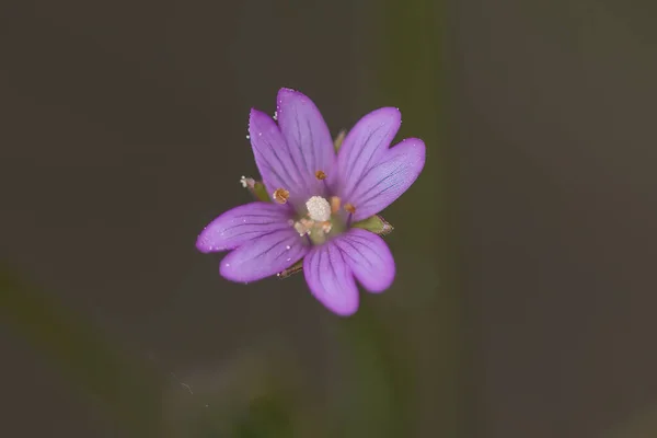 Detailní Záběr Krásné Centaurium Kvetoucí Zahradě — Stock fotografie