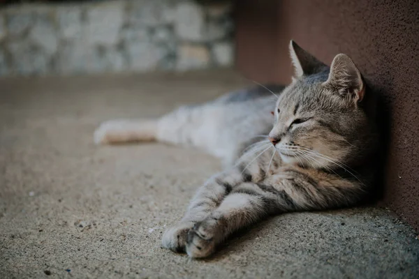 Roztomilá Domácí Kočka Podlaze — Stock fotografie