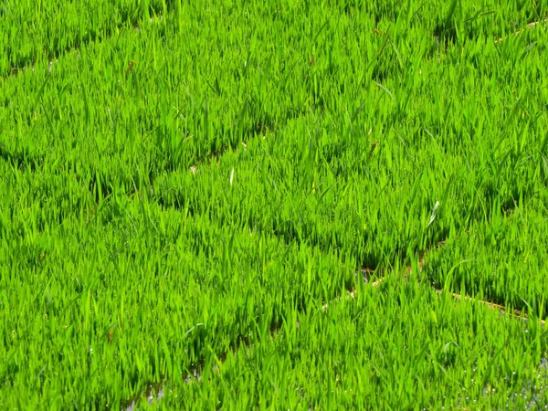 Una Vista Panorámica Campo Plántulas Para Cultivar Arroz —  Fotos de Stock