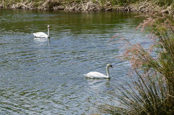 Zwei Weiße Schwäne Schwimmen Einem See — Stockfoto