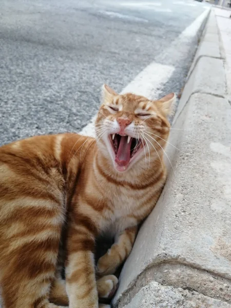 Tiro Vertical Pequeno Gengibre Gatinho Bonito Deitado Rua Bocejando — Fotografia de Stock