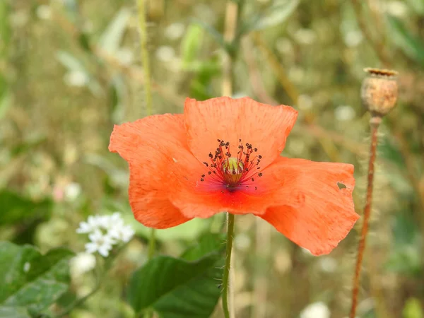 Vacker Bild Klaproosje Zweden Bij Ales Stenar Zwed — Stockfoto