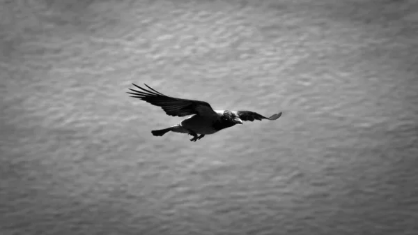 Nahaufnahme Einer Krähe Flug Über Das Meer Graustufen — Stockfoto