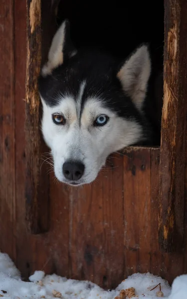 Μια Σιβηρική Husky Κοιτάζοντας Έξω Από Ξύλινο Σπίτι Του Στη — Φωτογραφία Αρχείου