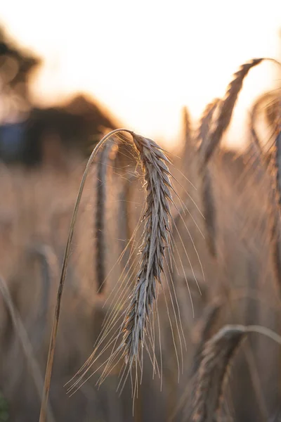 Een Close Van Tarwe Het Veld Met Een Wazige Achtergrond — Stockfoto