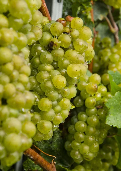 Close Uvas Verdes Chardonnay Lombardia Norte Itália — Fotografia de Stock