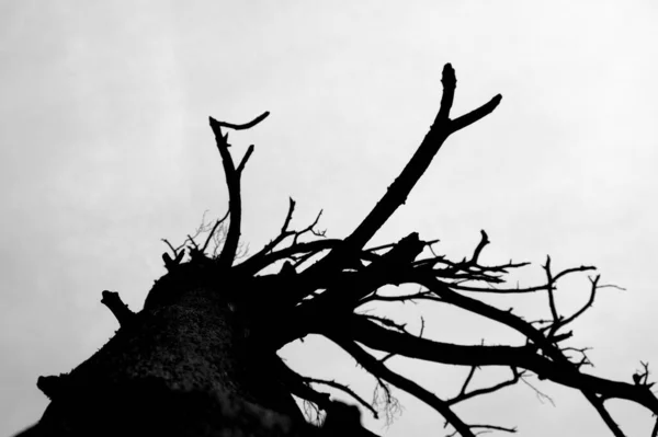 Una Escala Grises Árbol Seco Solitario Día Nublado Bajo Cielo —  Fotos de Stock