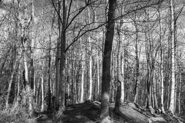 Tiro Tons Cinza Uma Floresta Densa Com Árvores Nuas Nuas — Fotografia de Stock