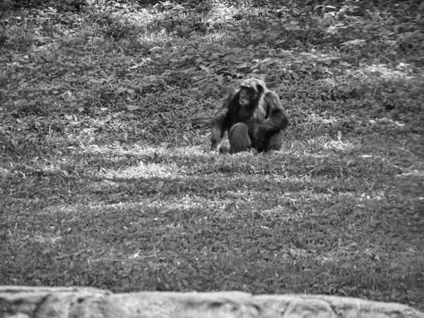 Egy Szürkeárnyalatú Felvétel Egy Fekete Gorilláról Egy Állatkertben Kansas City — Stock Fotó