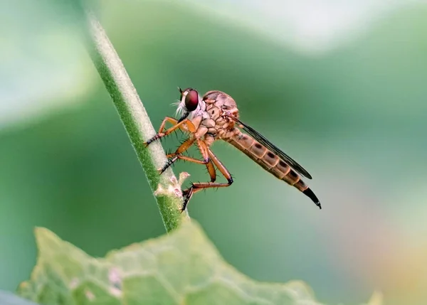 Primo Piano Una Mosca Rapinatrice Appollaiata Gambo Uno Sfondo Sfocato — Foto Stock