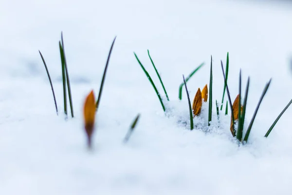 Eine Nahaufnahme Von Schneeglöckchen Die Schnee Wachsen — Stockfoto