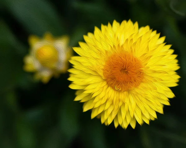 Крупним Планом Постріл Жовтого Вічного Квітки Вирощеного Саду — стокове фото