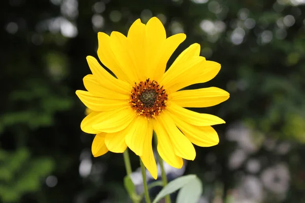 Zbliżenie Ujęcia Pięknego Tętniącego Życiem Żółtego Słonecznika Świecącego Jasno Rozmytym — Zdjęcie stockowe