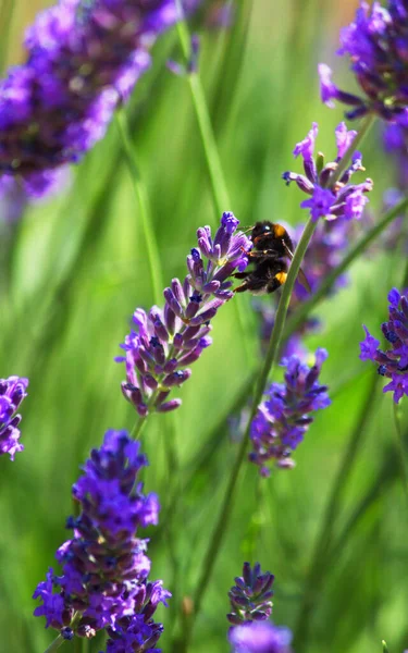 Een Vroege Hommel Rustend Een Lavendelbloem Fie — Stockfoto