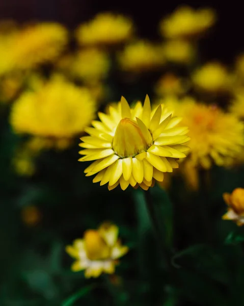 Primer Plano Una Flor Amarilla Eterna Cultivada Gard —  Fotos de Stock