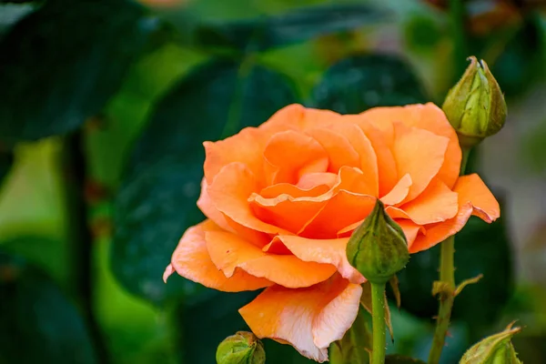 Enfoque Selectivo Naranja Westerland Rosas Plantas Con Flores Que Crecen —  Fotos de Stock