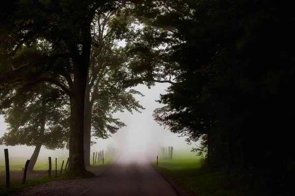 霧の日に撮影された木々や畑の間の狭い歩道 — ストック写真