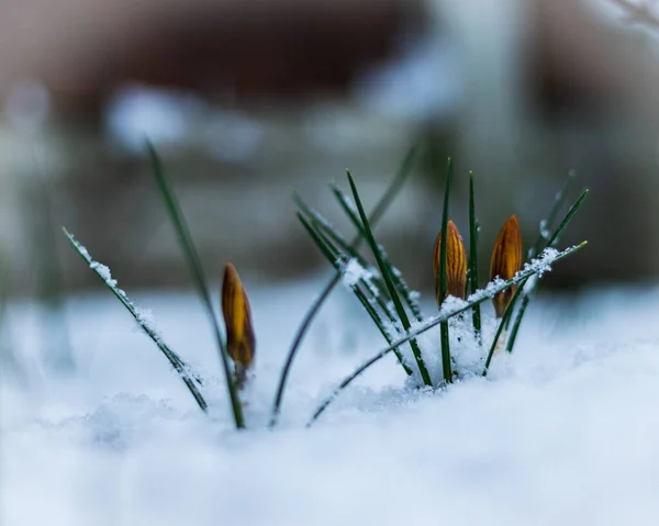 Closeup Shot Snowdrops Growing Snow — Stock Photo, Image