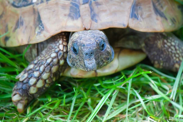 Closeup Tortoise Fresh Green Grass — Stock Photo, Image