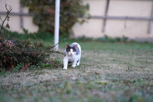 Uma Vista Panorâmica Gato Bonito Jardim — Fotografia de Stock