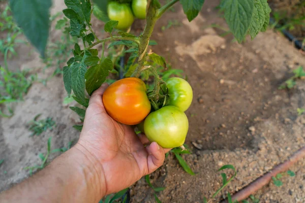Shot Hand Holding Fresh Tasty Tomatoes Different Variety Bush — Stock Photo, Image