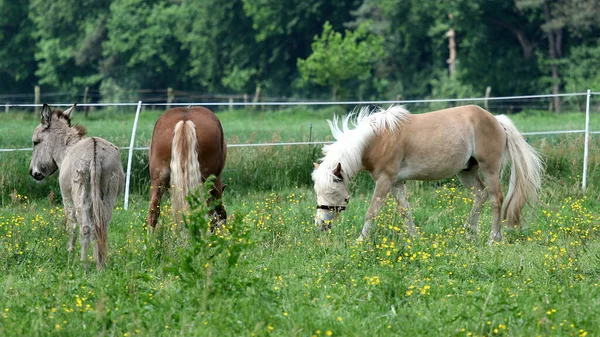 Três Cavalos Pastando Campo Cercado — Fotografia de Stock