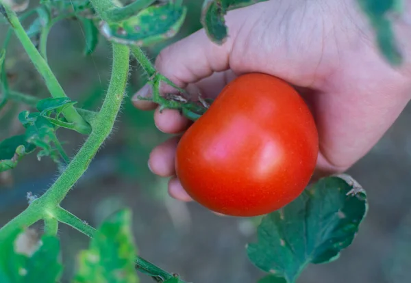 Hand Holding Ripe Tomato Garden — Stock Photo, Image