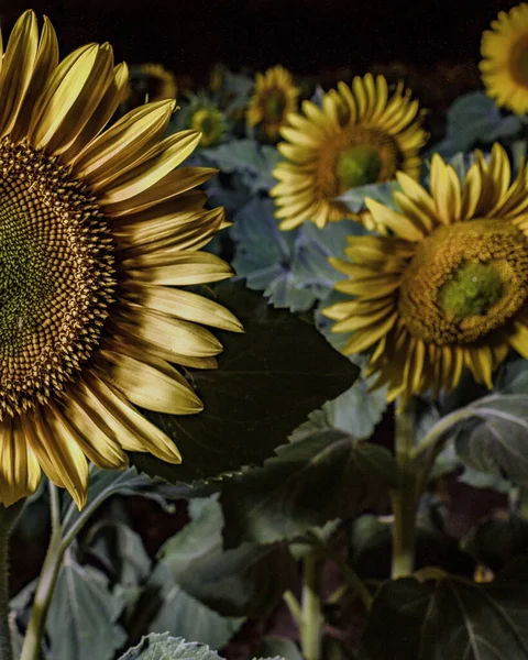 Plano Vertical Hermosos Girasoles Sobre Fondo Negro — Foto de Stock