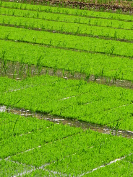 Uma Vista Panorâmica Campo Plântulas Para Cultivo Arroz — Fotografia de Stock