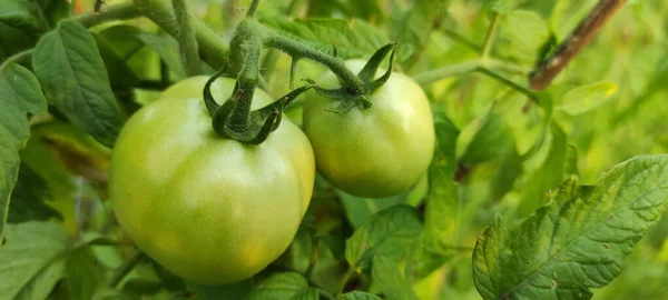 Zbliżenie Ujęcie Świeżych Zielonych Pomidorów Ogrodzie — Zdjęcie stockowe