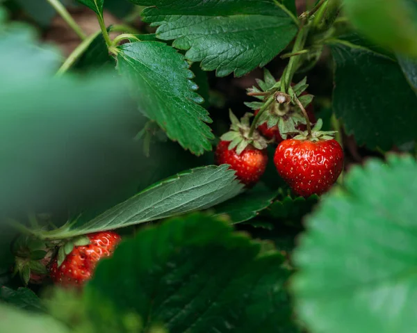 Fraises Rouges Fraîches Mûrissant Dans Jardin — Photo