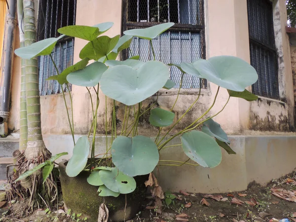 Ένα Κοντινό Πλάνο Από Φύλλα Nelumbo Nucifera — Φωτογραφία Αρχείου