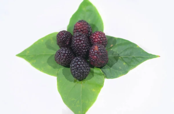 Egy Érett Fekete Eperfa Gyümölcsök Fehér Alapon Szabad Helyet Szövegnek — Stock Fotó