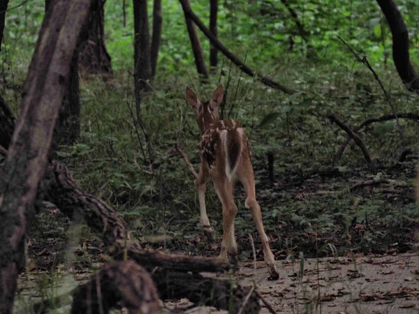 Ein Foto Von Einem Niedlichen Baby Hirsch Das Von Seinem — Stockfoto