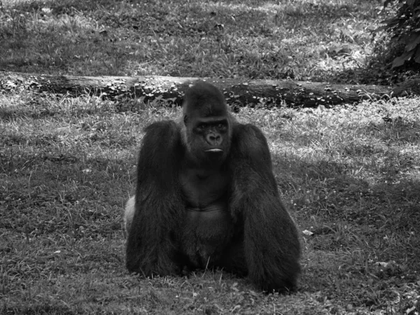 Graustufenaufnahme Eines Schwarzen Gorillas Einem Zoo Kansas City Missouri — Stockfoto