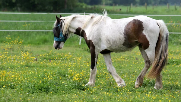 Cheval Falabella Dans Champ Clôturé — Photo